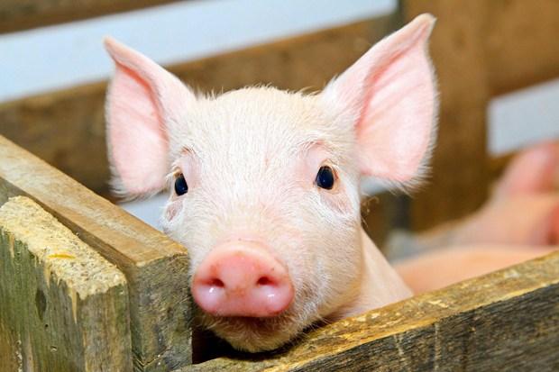 На Полтавщине от АЧС погибло 14 диких свиней