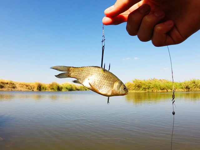 На Полтавщині браконьєри наловили риби на 1,7 млн гривень