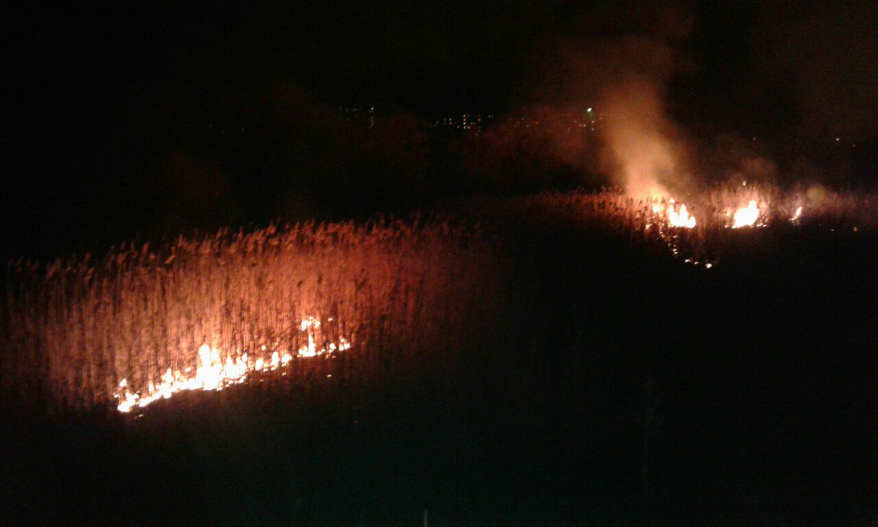 В Полтаве горят камыши на прудах (фото)