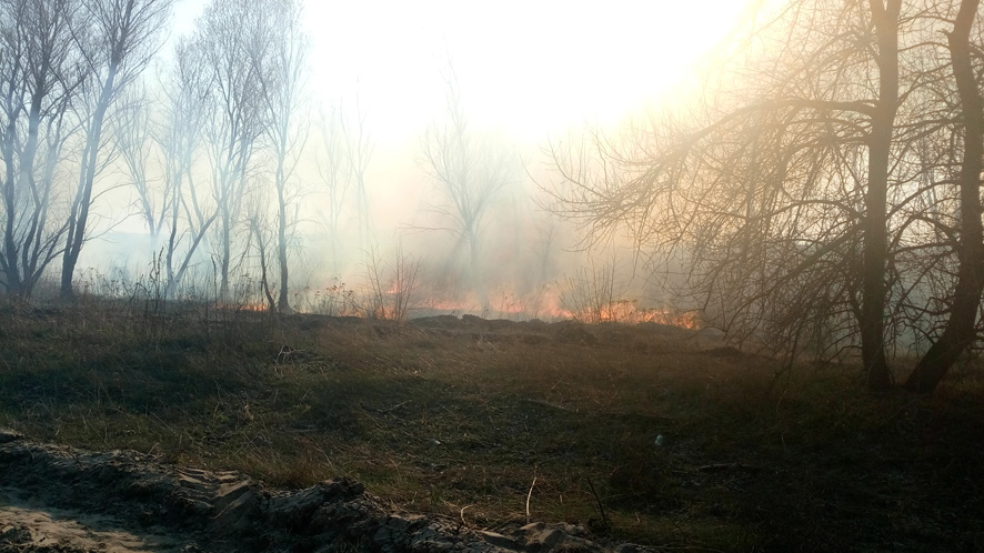 На Полтавщине горело 45 гектаров рядом с хвойным лесом (фото)