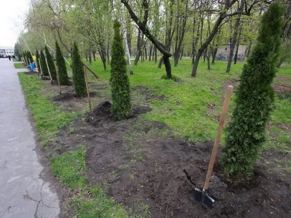 Украли деревья, посаженные в честь погибших воинов АТО