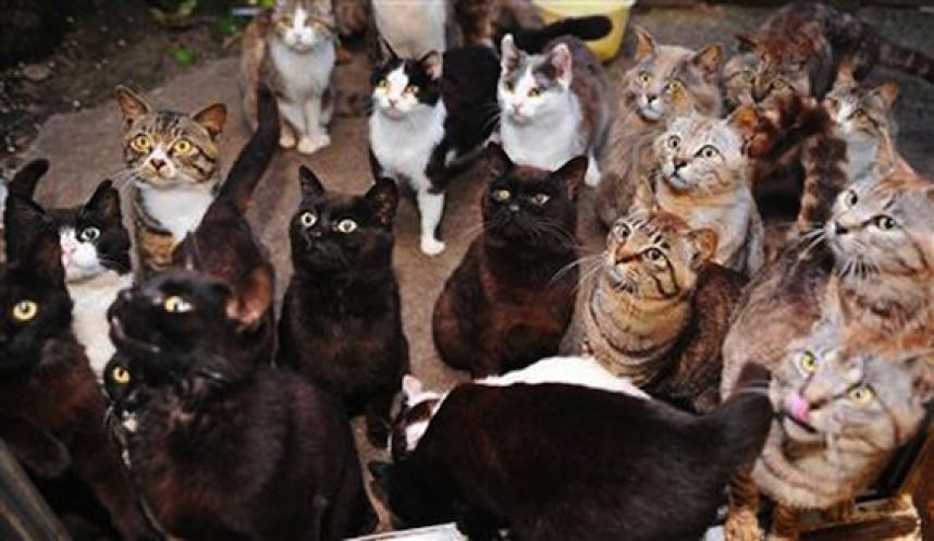 В полтавской квартире хозяйка держала 30 кошек