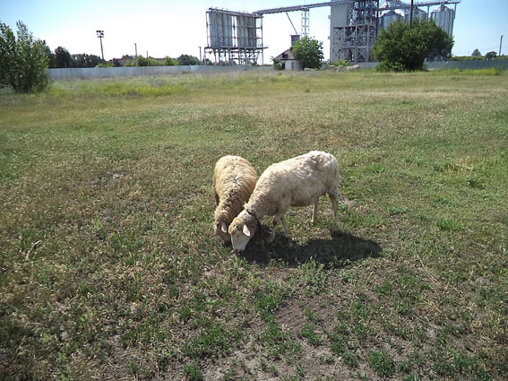 На Полтавщине орудовал похититель овец (фото)