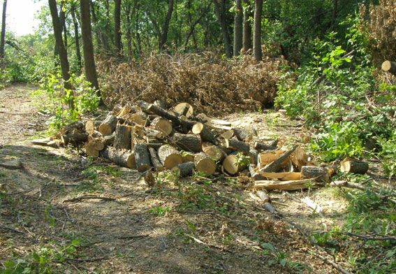 На Полтавщине в лесу вырубили деревьев на 400 тысяч