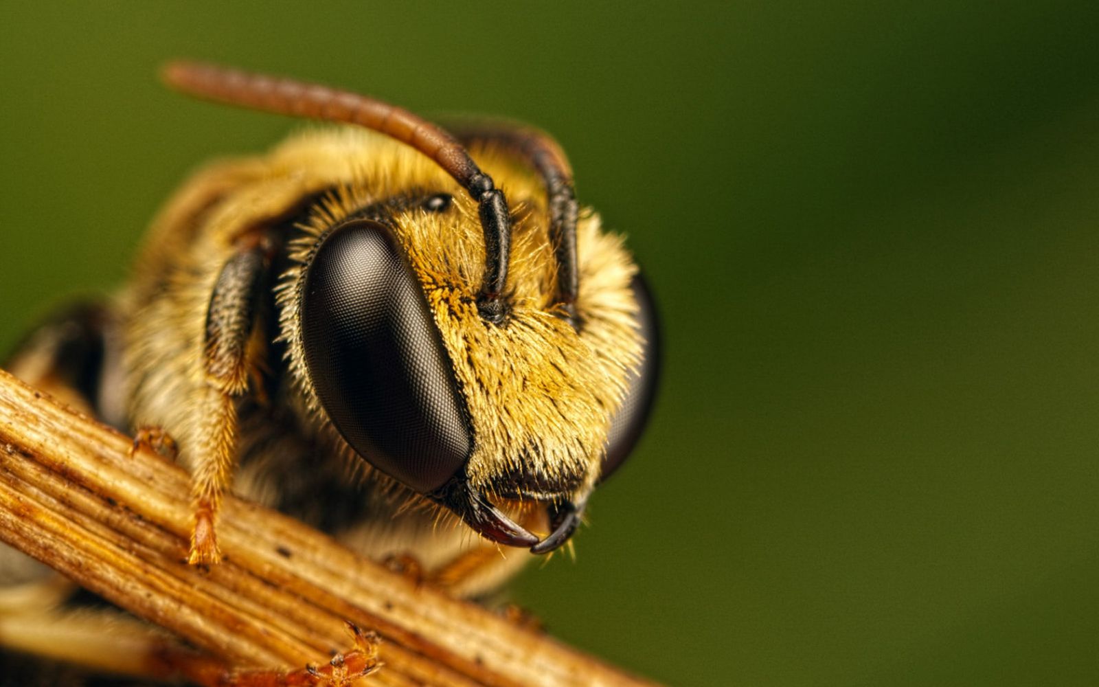 Жители Горишних Плавней страдают от атак пчел и ос