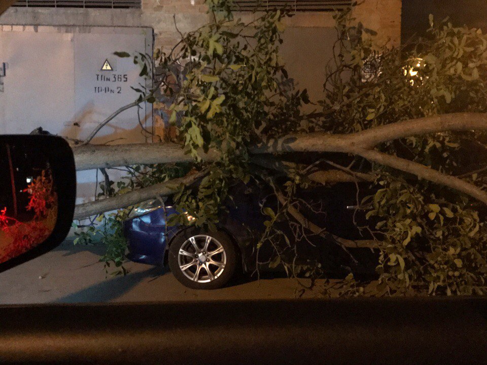 В Полтаве дерево рухнуло на автомобиль (фото)