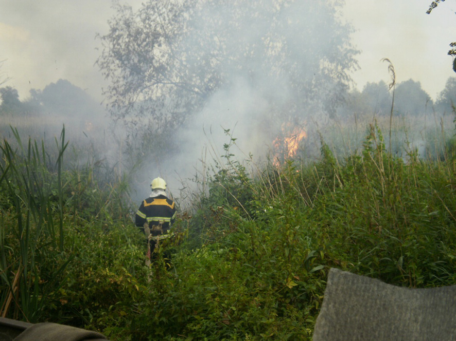 В Пирятине из-за камыша могли сгореть дома (фото)