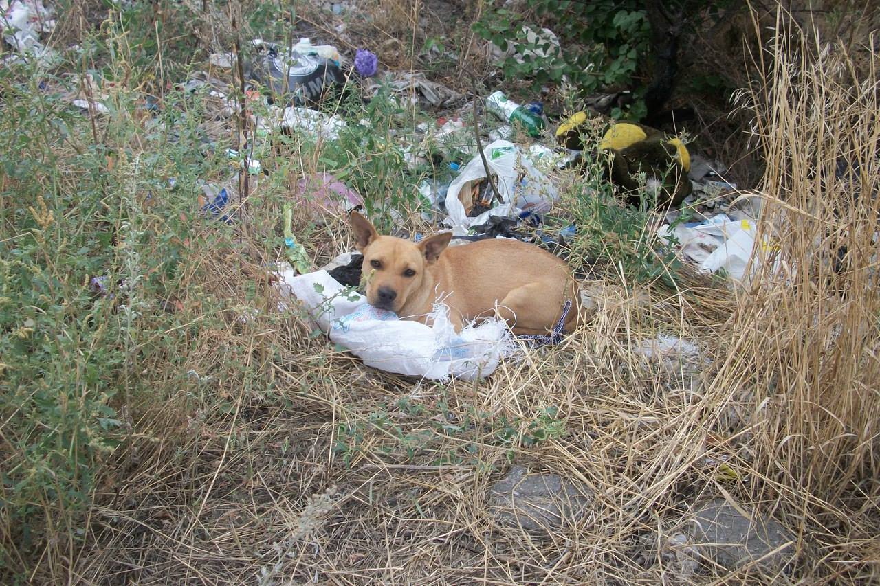 На Полтавщине живую собаку сунули в мешок и выбросили (фото)