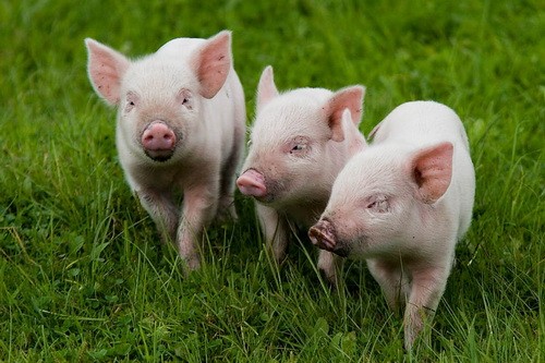На Полтавщине продолжается карантин по чуме свиней
