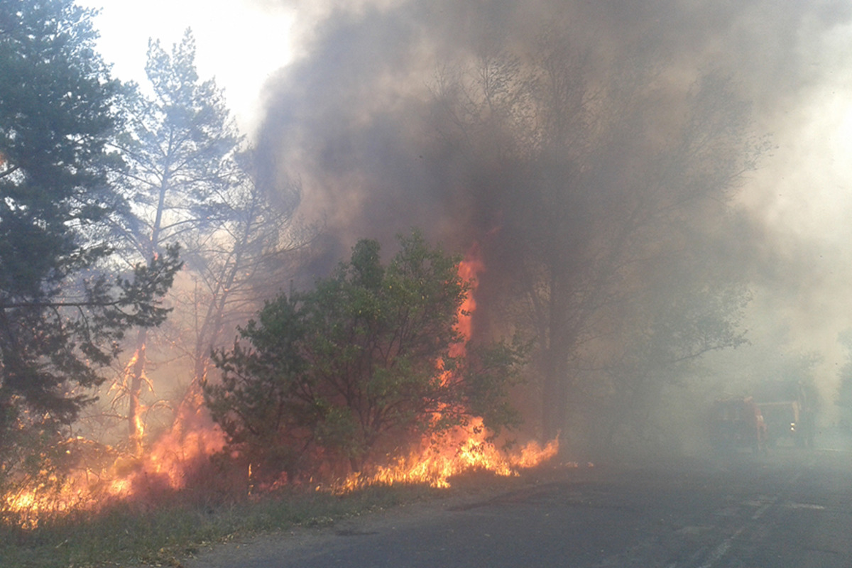 Семь лесных пожаров потушили на Полтавщине