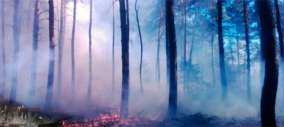 Под Полтавой люди предотвратили лесной пожар (фото)