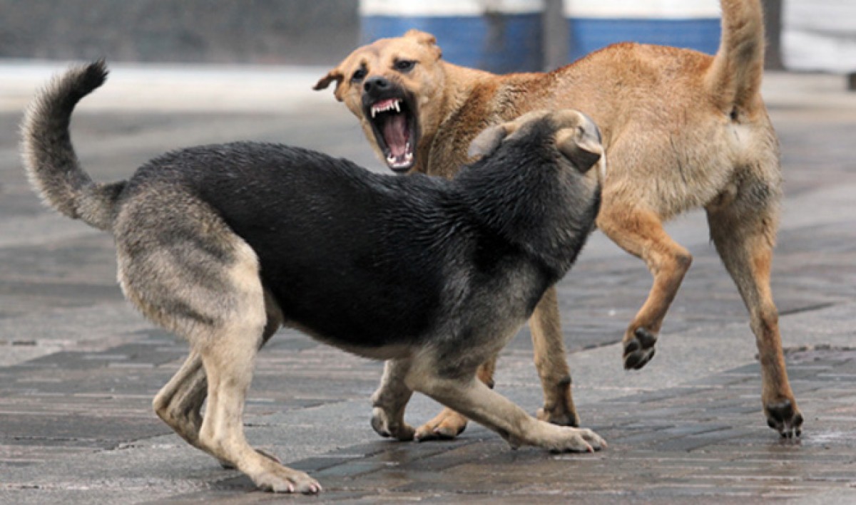 По улицам Кременчуга бегают агрессивные собаки
