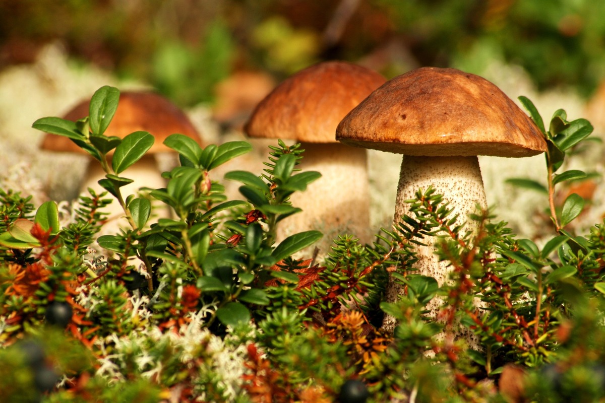 Какими грибами травятся полтавчане
