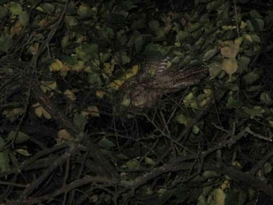 В Кременчуге с дерева спасали фазана (фото)