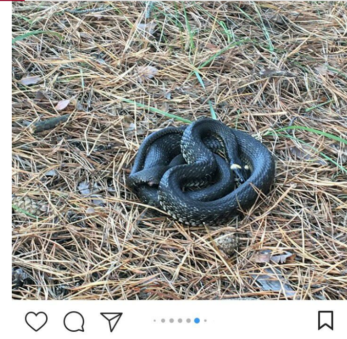 На Полтавщине мужчина заснял огромную черную змею (фото)