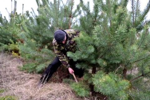 На Полтавщине продали 27 тысяч новогодних елок