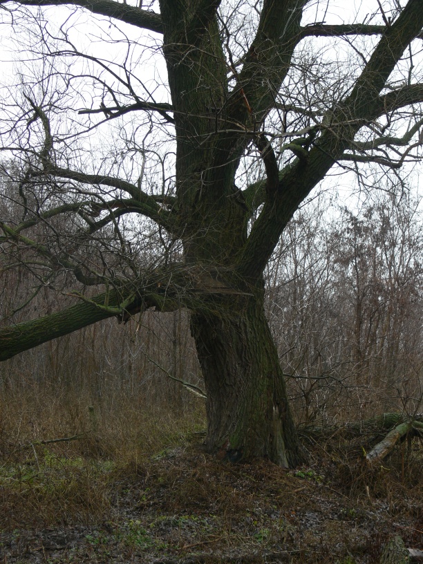 На Полтавщине обнаружили вековые деревья с обхватом в шесть метров