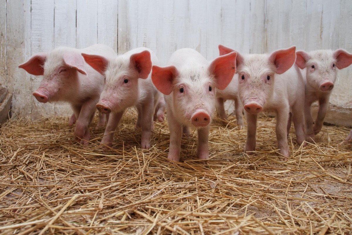Маленькое животное могло стать причиной уничтожения 1800 свиней