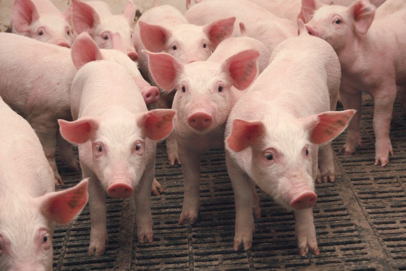 Более 1000 свиней уничтожат под Полтавой из-за АЧС