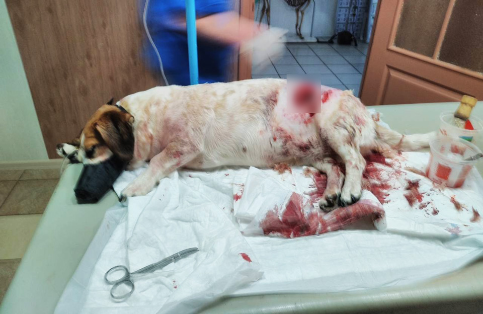 В Полтаве бродячий пес нападает на людей и собак (фото)