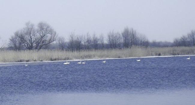 На Полтавщину прилетели лебеди (фото)