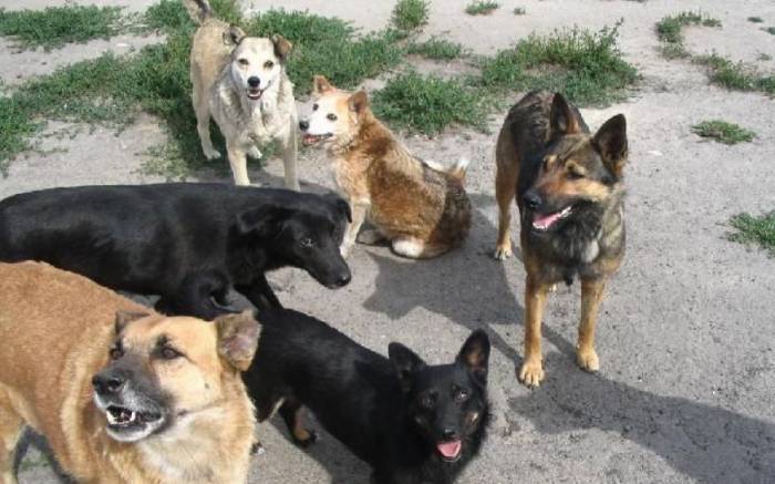 Один из городов на Полтавщине предупредили об опасных сворах собак