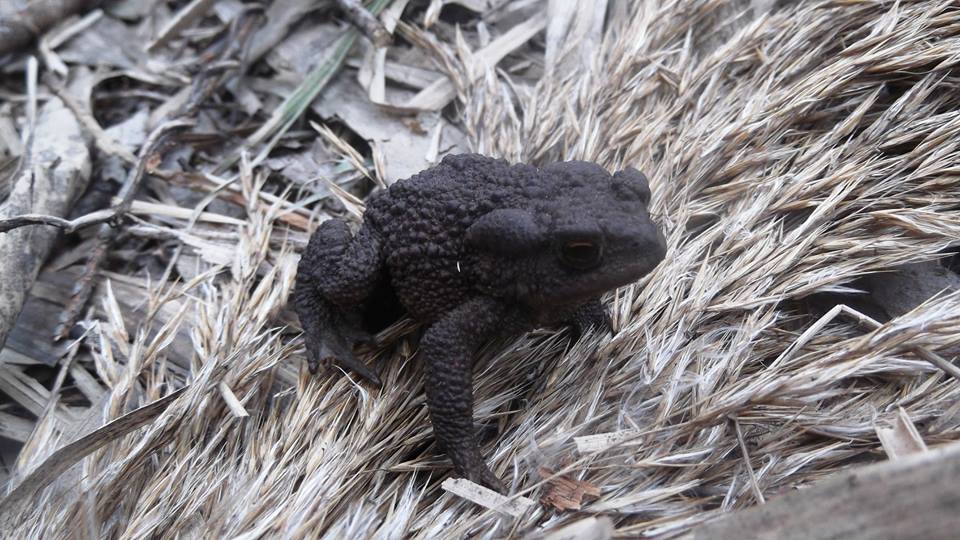 На Полтавщине сфотографировали жабу черного цвета (фото)