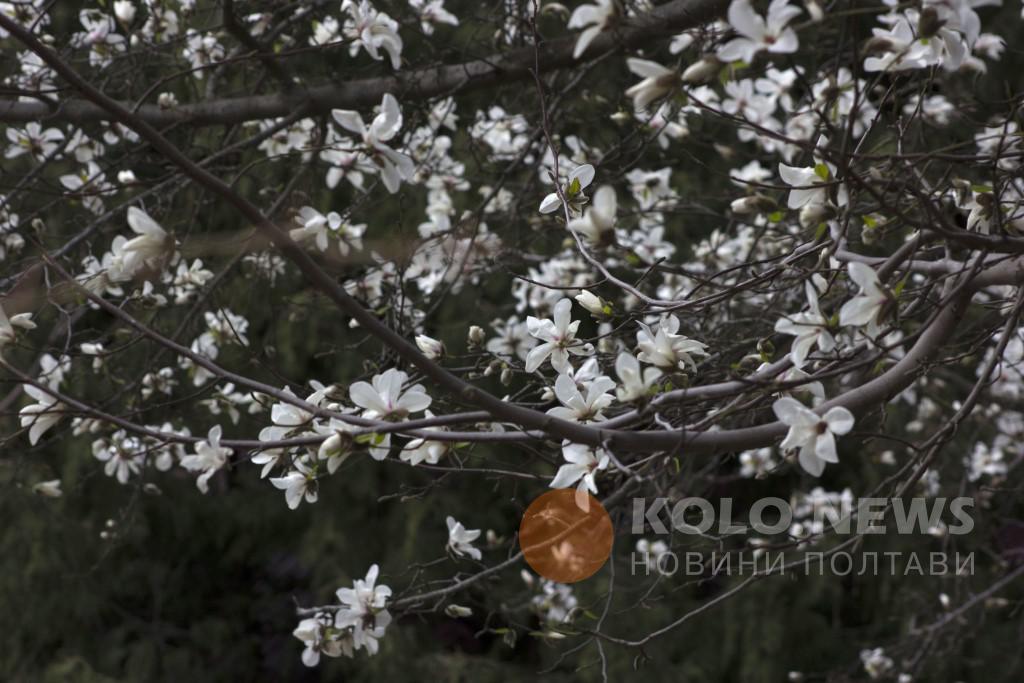 В Полтаве расцвело дерево "девичьих душ" (фото)