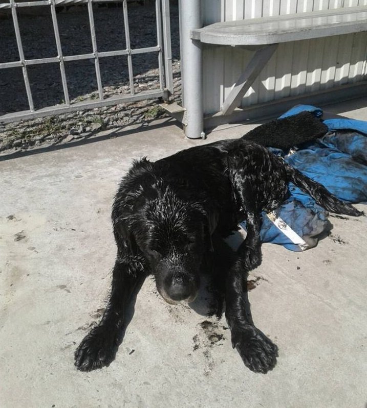 На Полтавщину спасли собаку, упавшую в мазут (фото)