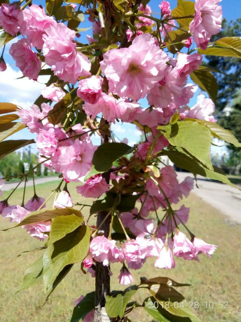 В Горишних Плавнях цветут десятки сакур (фото)