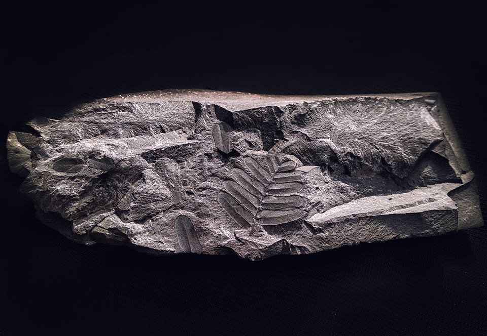 На Полтавщине покажут окаменелость, которой 4 миллиона лет (фото)