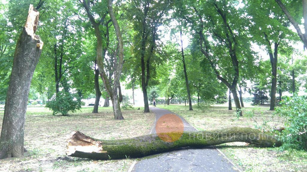 В центре Полтавы рухнуло большое дерево (фото)