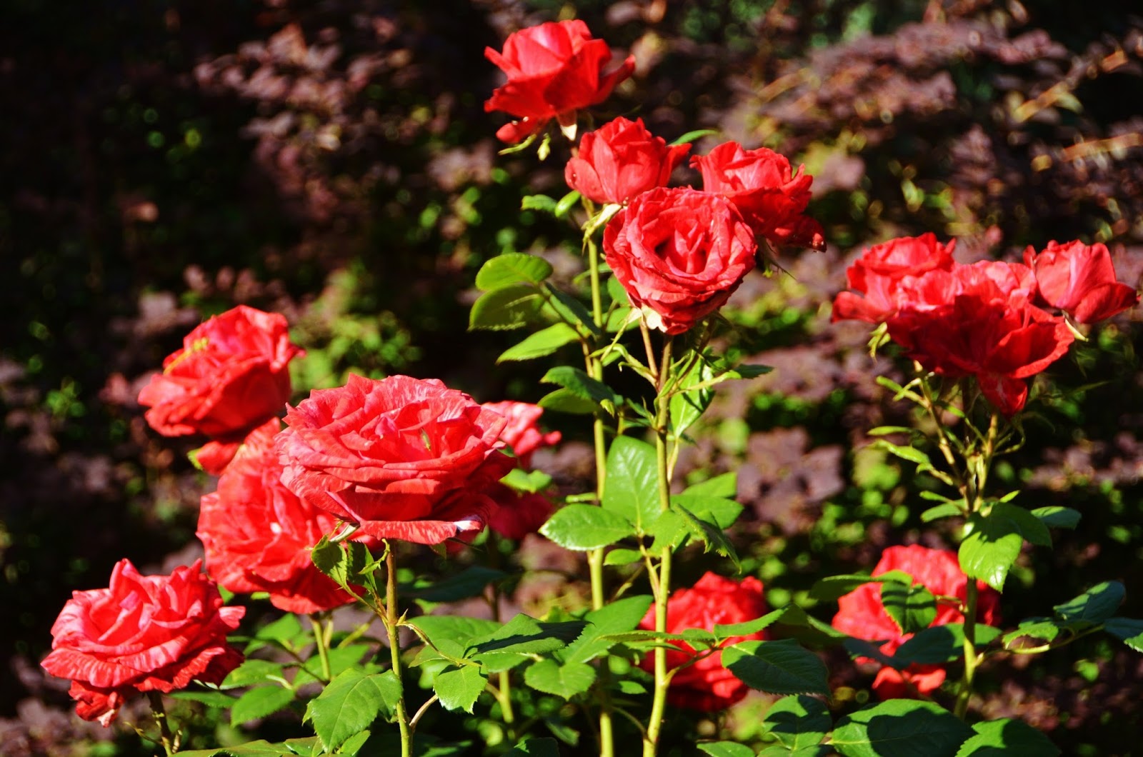 В городе на Полтавщине высадили 640 кустов роз