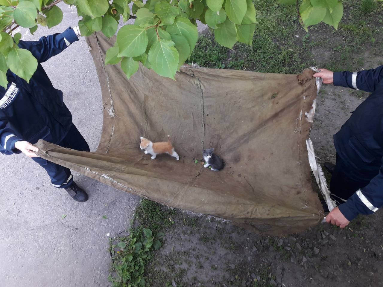 В Кременчуге спасали котят (фото)