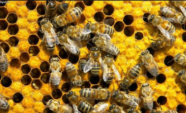 Под Полтавой массово погибли пчелы