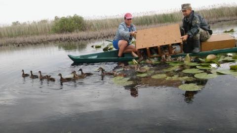 В реку на Полтавщине выпустили 140 диких уток (фото)