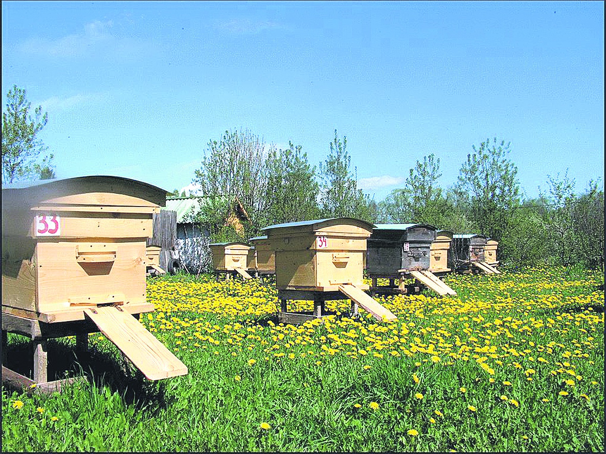 Пчеловоды собираются объединиться в кооператив