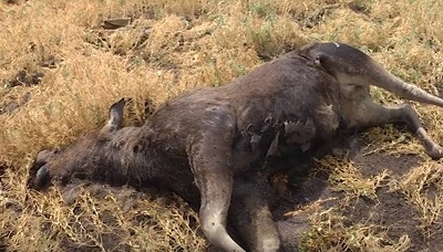 На Полтавщине браконьеры жестоко убили лосиху (фото 18+)