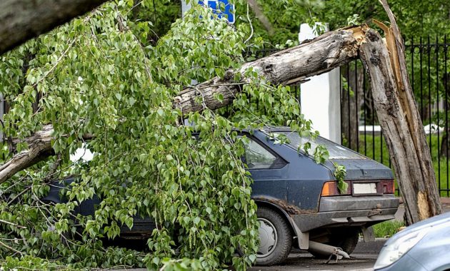 Ураган на Полтавщине: на женщину с детьми упало дерево