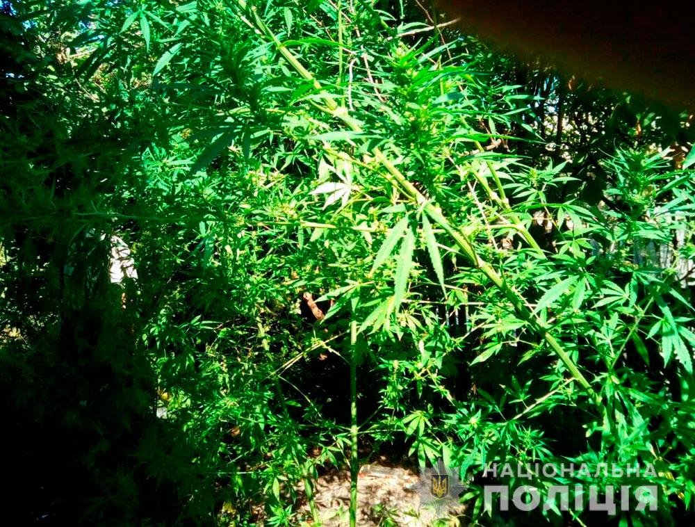 На Полтавщине обнаружили "лес" конопли (фото)