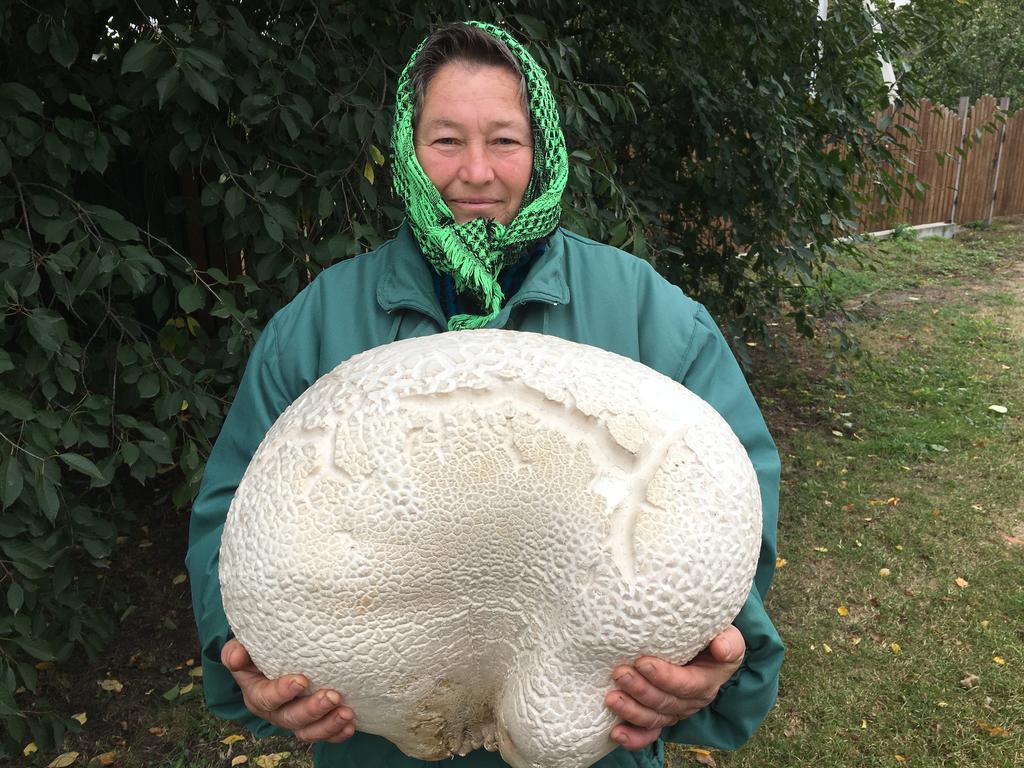 Под Полтавой нашли гигантский гриб (фото)