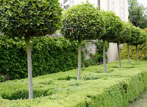 В Кременчуге высаживают аллеи молодых деревьев