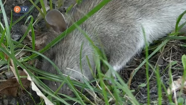В Полтаве все чаще видят крыс: одна пролежала несколько дней у горсовета