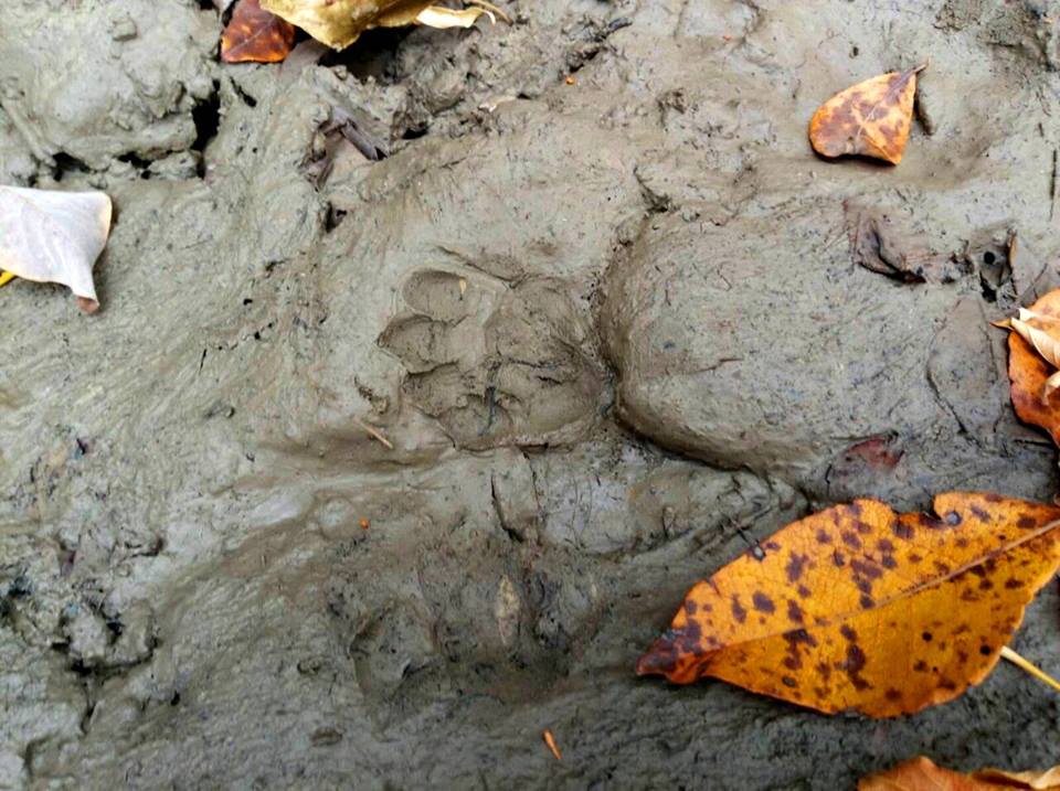 Фотофакт: следы барсука в природном парке Полтавщины (фото)