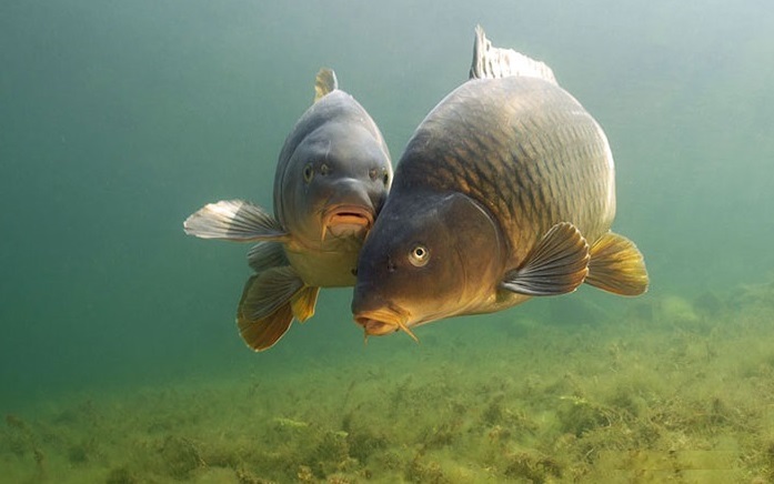 В водоеме на Полтавщине будут жить гигантские рыбы