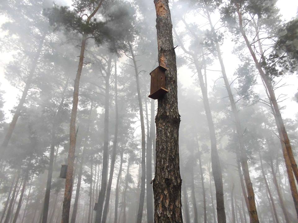 В полтавском лесу появились синичники (фото)