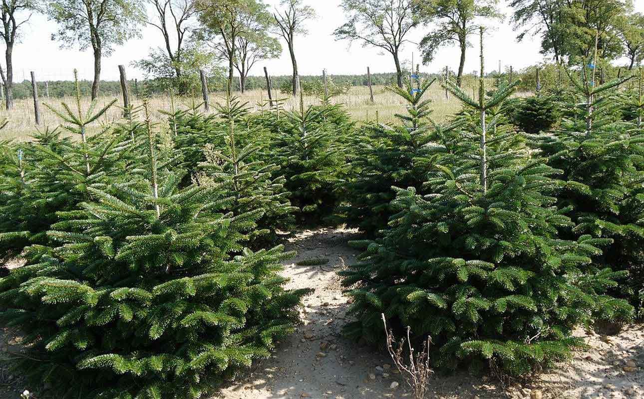 Лесхоз на Полтавщине уже озвучил цены на елки