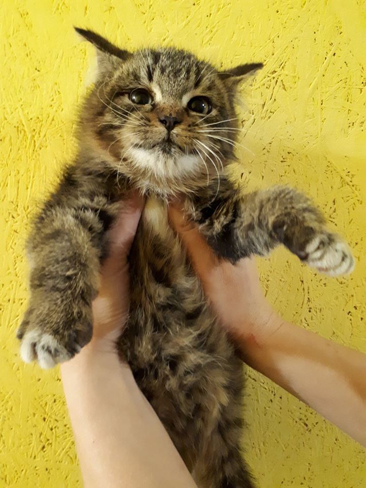 В Кременчуге нашли котенка, похожего на рысь (фото)