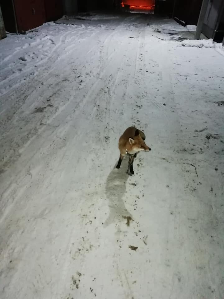 В Полтаве замечена лиса с ошейником (фото)