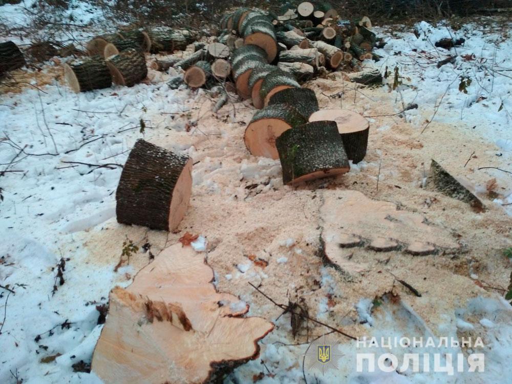 На Полтавщине в лесополосе незаконно спилили десятки деревьев (фото)